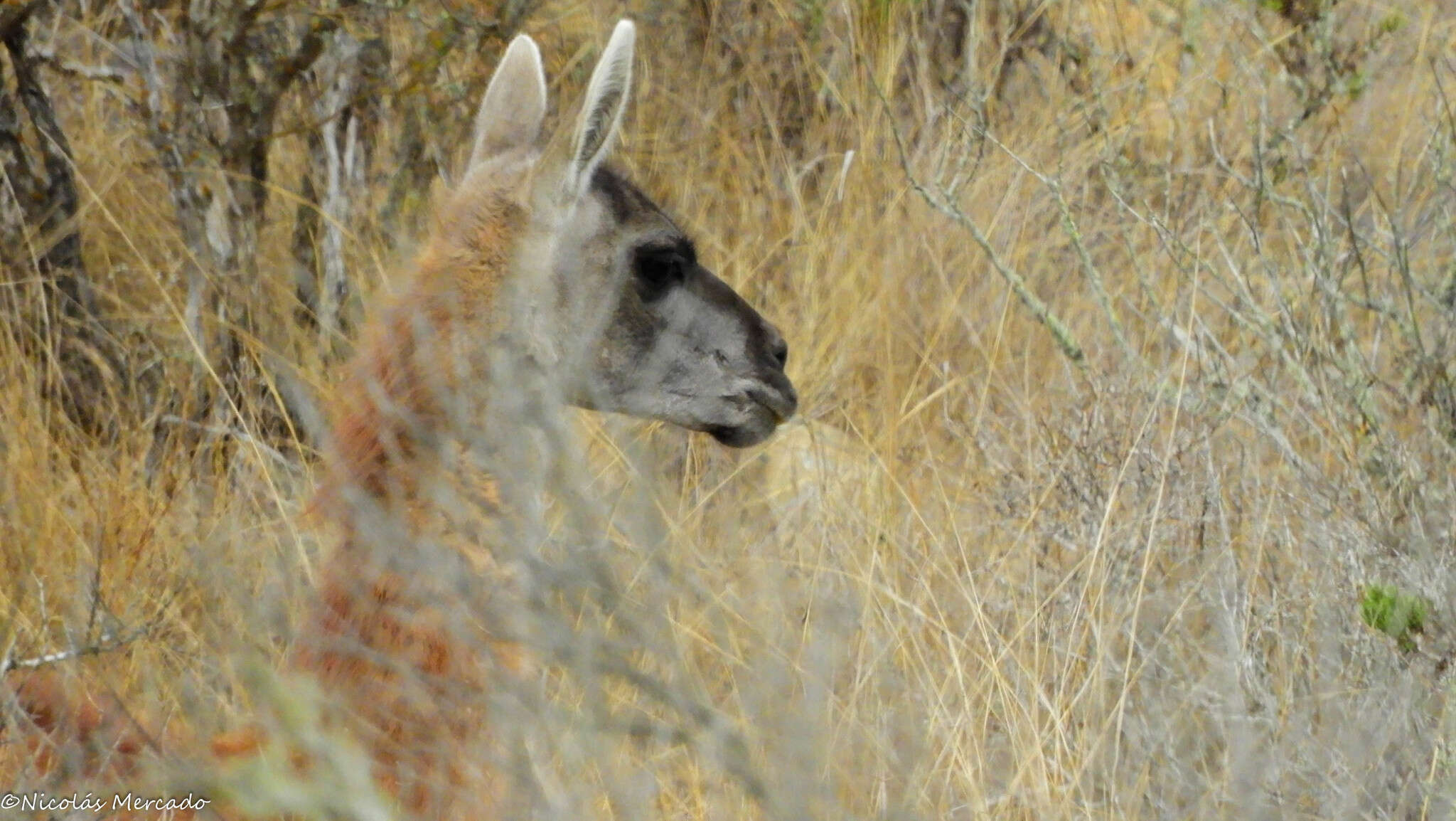 Image de guanaco