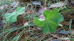 Image of Alchemilla vulgaris L.