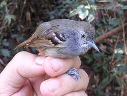 Image of White-eyed Antwren