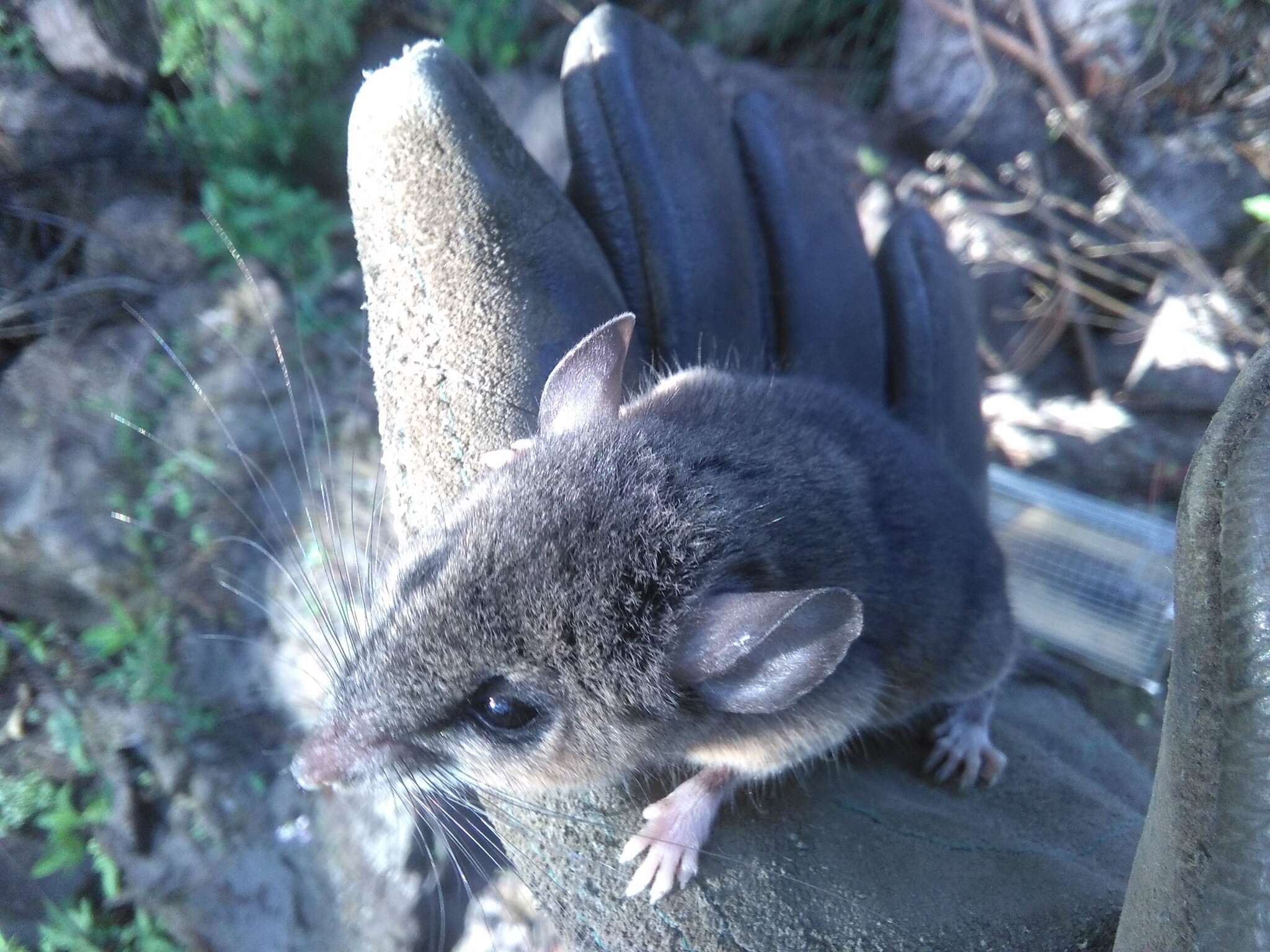 Imagem de Peromyscus levipes Merriam 1898