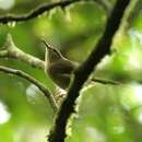 Image of Moheli Brush Warbler