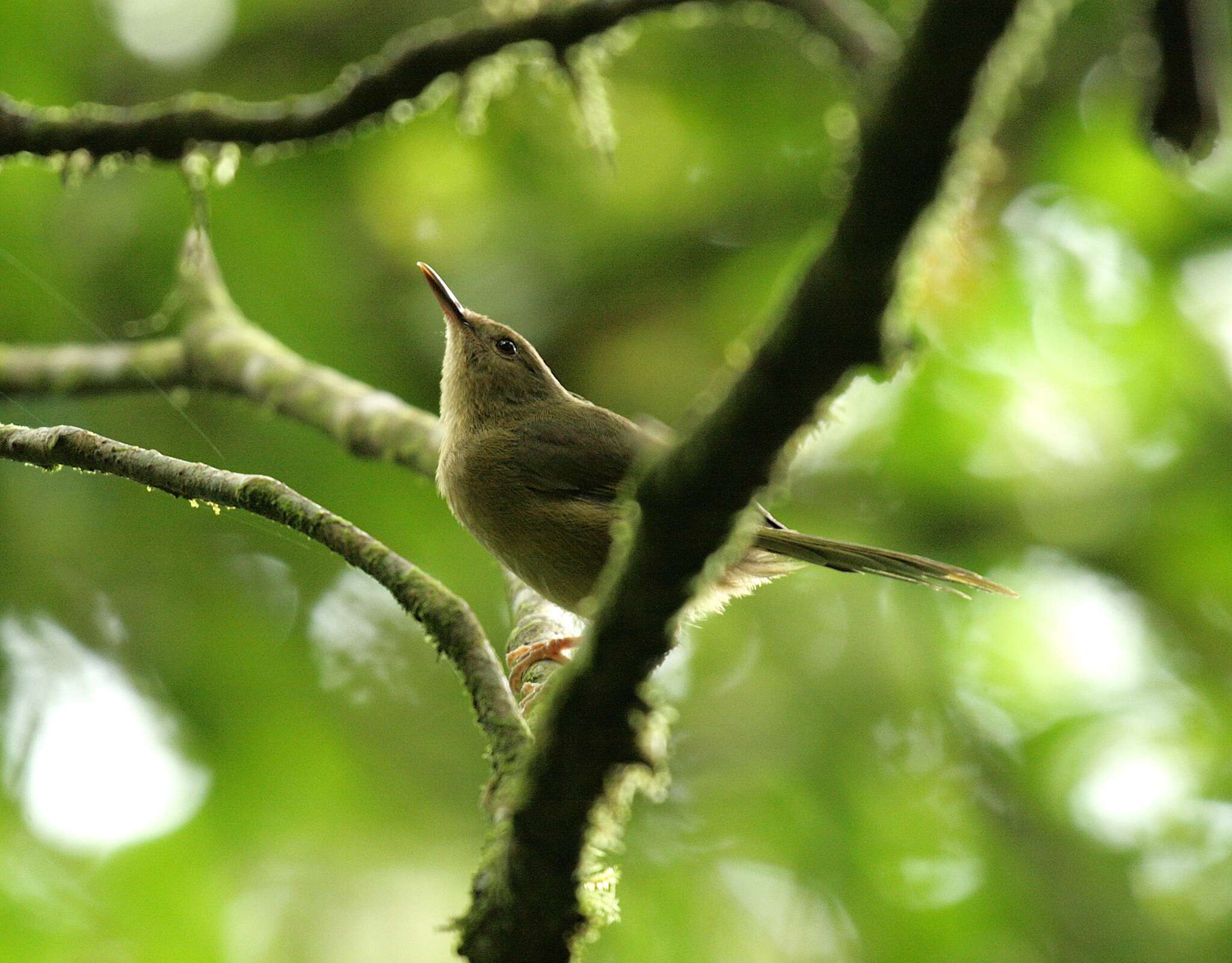 Image of Moheli Brush Warbler
