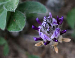 Image of subterranean Indian breadroot