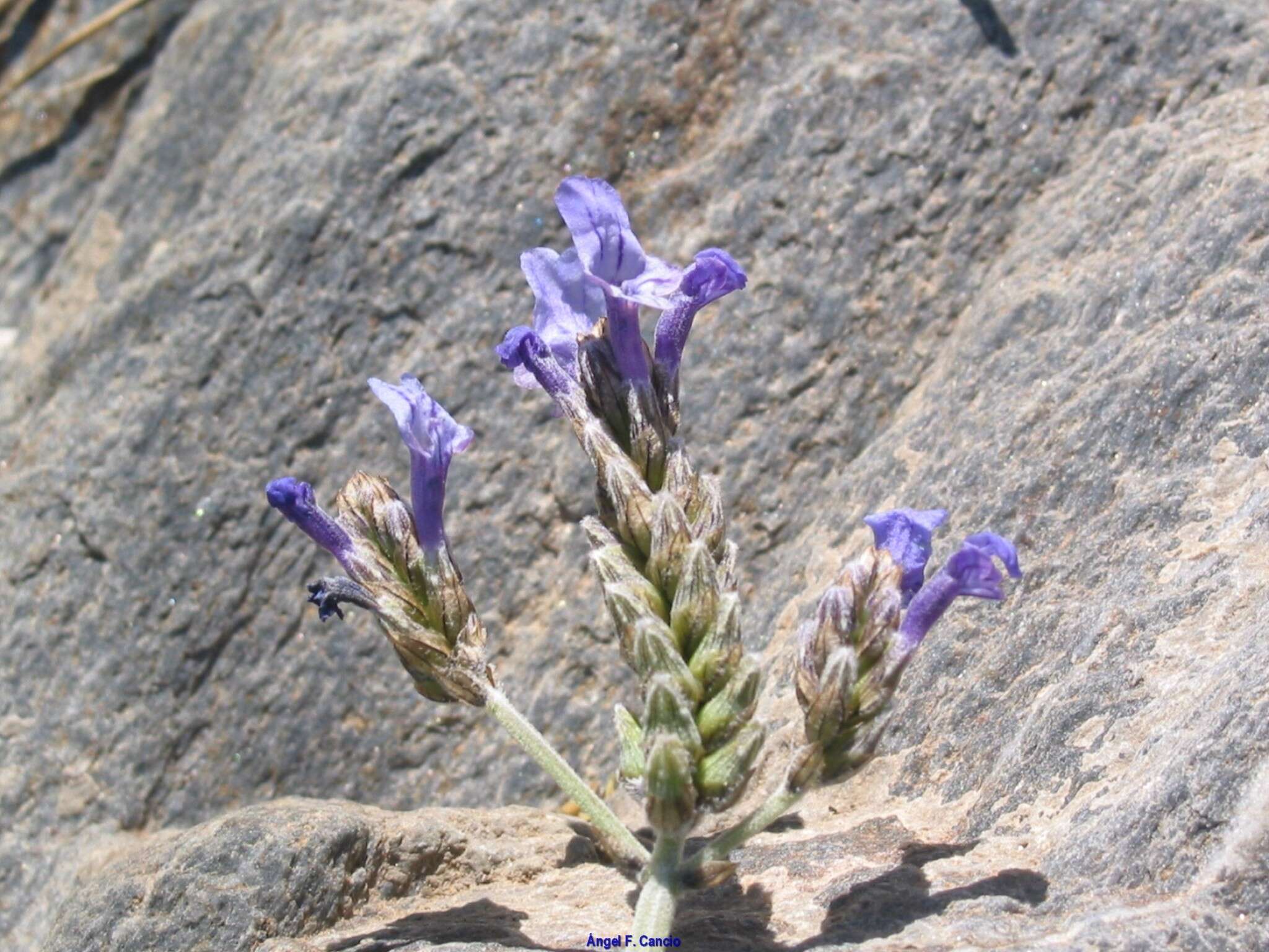 Image of Lavandula multifida L.