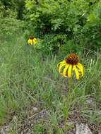 Image of Bush's purple coneflower