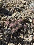 Image of gray buckwheat