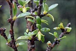 Image of Coprosma nitida Hook. fil.