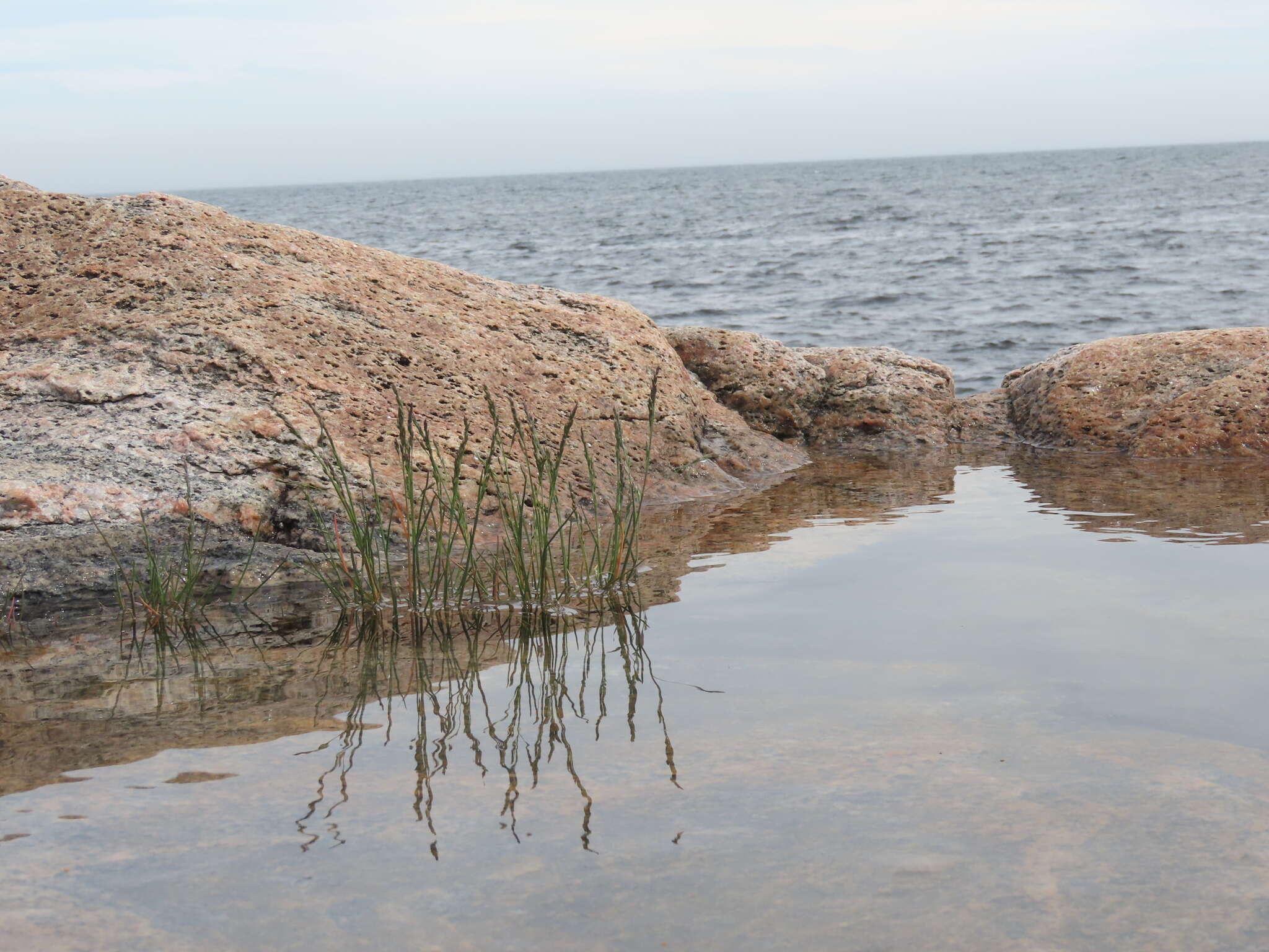 Image of seaside alkaligrass