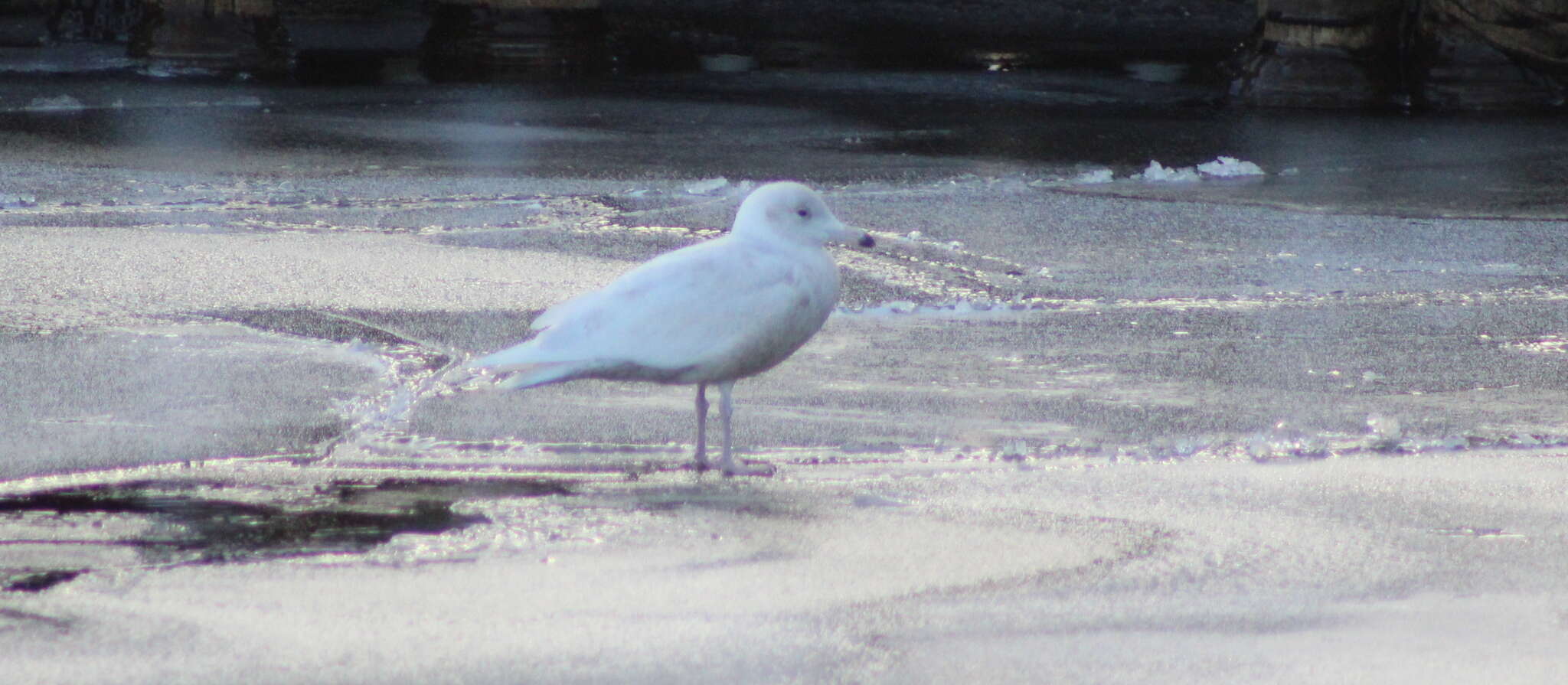 Image of Glaucous Gull