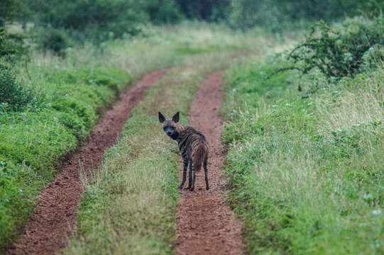 Image of Striped Hyena