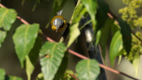 Image of Crescent-chested Warbler