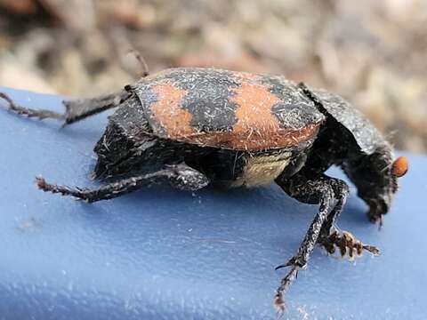 Image of Nicrophorus (Nicrophorus) hybridus (Hatch & Angell 1925)