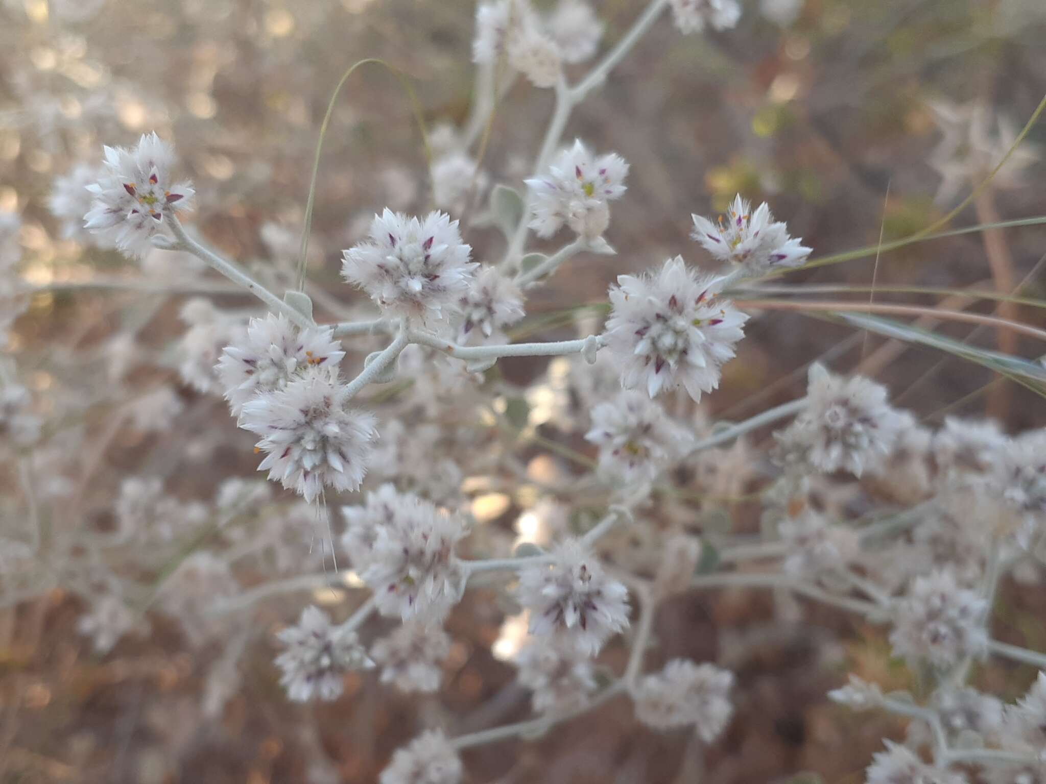 Ptilotus astrolasius F. Müll.的圖片