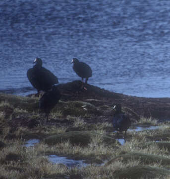 Image of Giant Coot