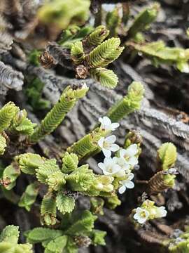 Image of Veronica tetrasticha Hook. fil.