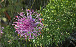 Imagem de Isopogon formosus subsp. formosus