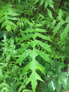 Image of Tennessee leafcup