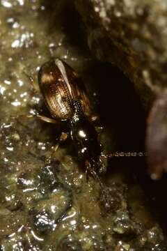 صورة Bembidion (Trepanes) articulatum (Panzer 1796)