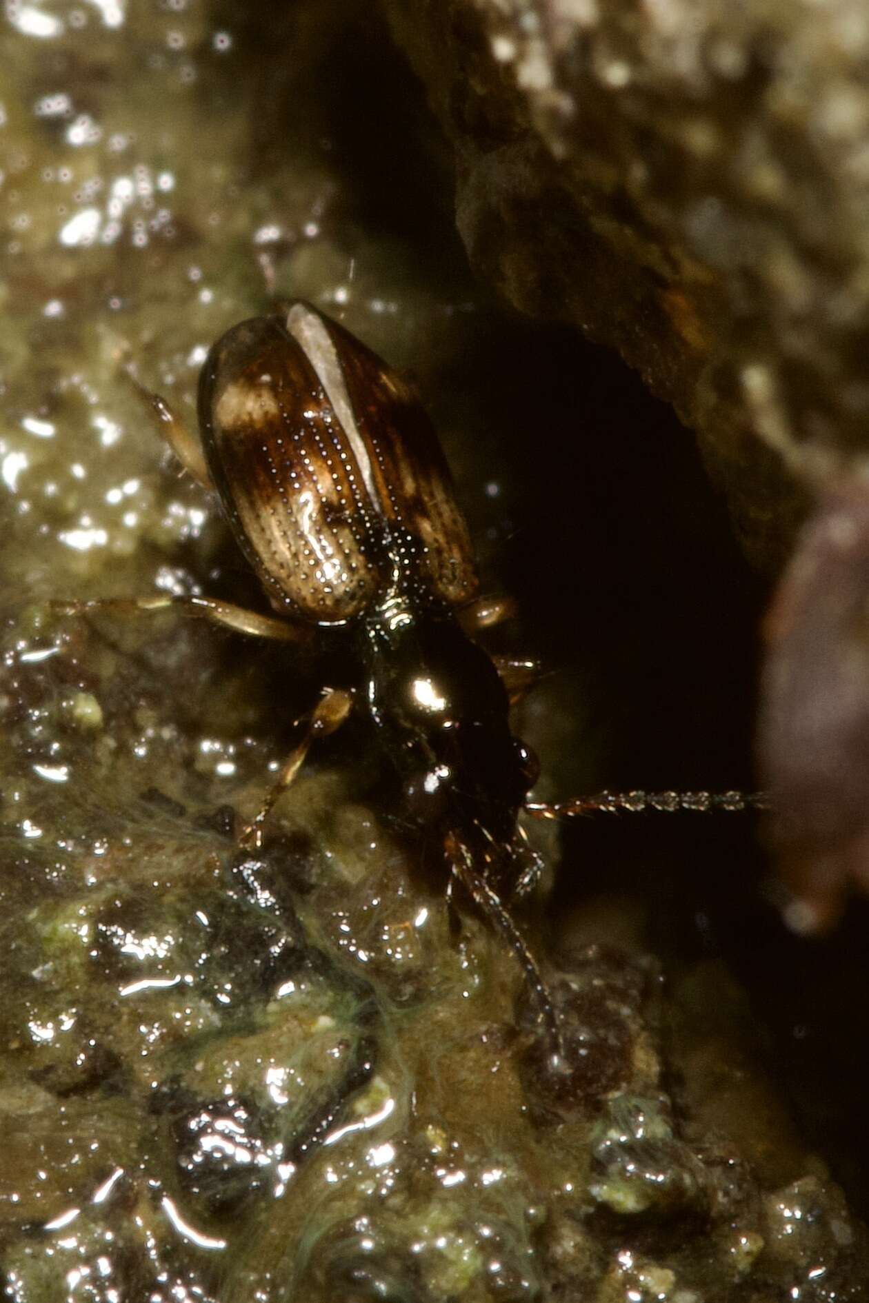 Image of Bembidion (Trepanes) articulatum (Panzer 1796)