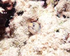 Image of Barred moray