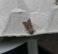 Image of shoulder-striped wainscot