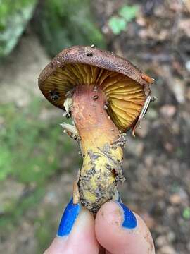 Image of Golden-gilled bolete