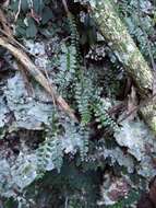 Image of Asplenium dentatum L.