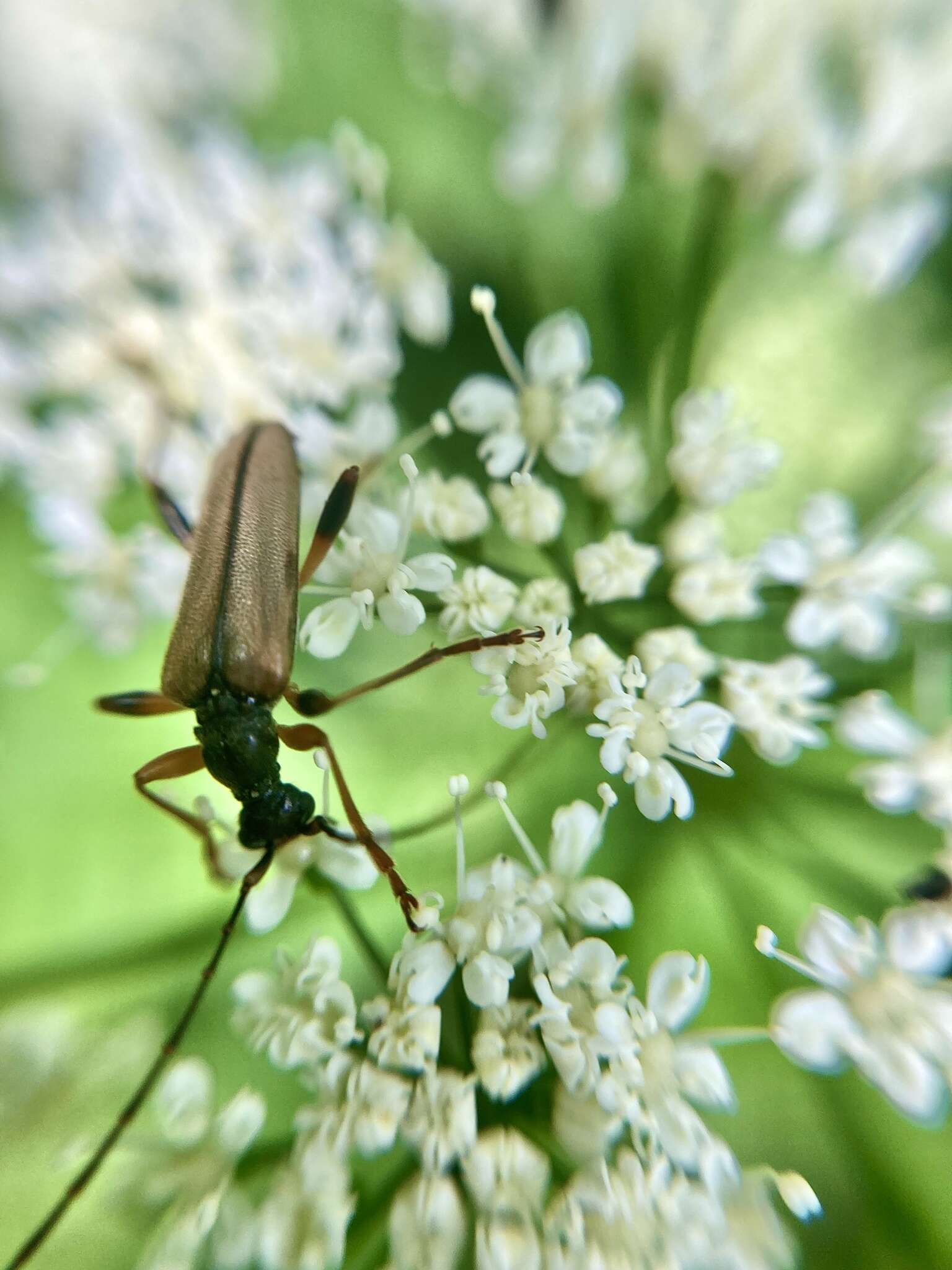 Image of Pidonia lurida (Fabricius 1793)