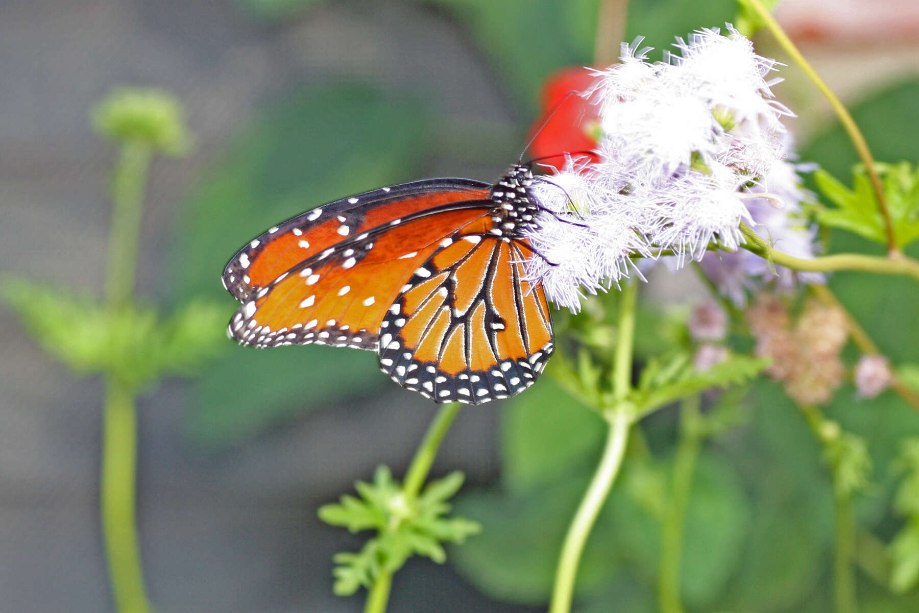 صورة Danaus (Anosia) gilippus subsp. berenice Cramer 1779