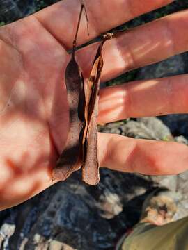 Plancia ëd Archidendropsis thozetiana (F. Muell.) I. C. Nielsen