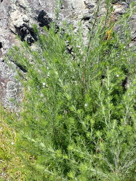 Image de Psoralea floccosa