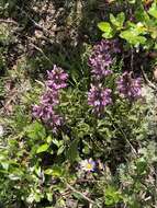 Image of Rocky Mountain Lousewort