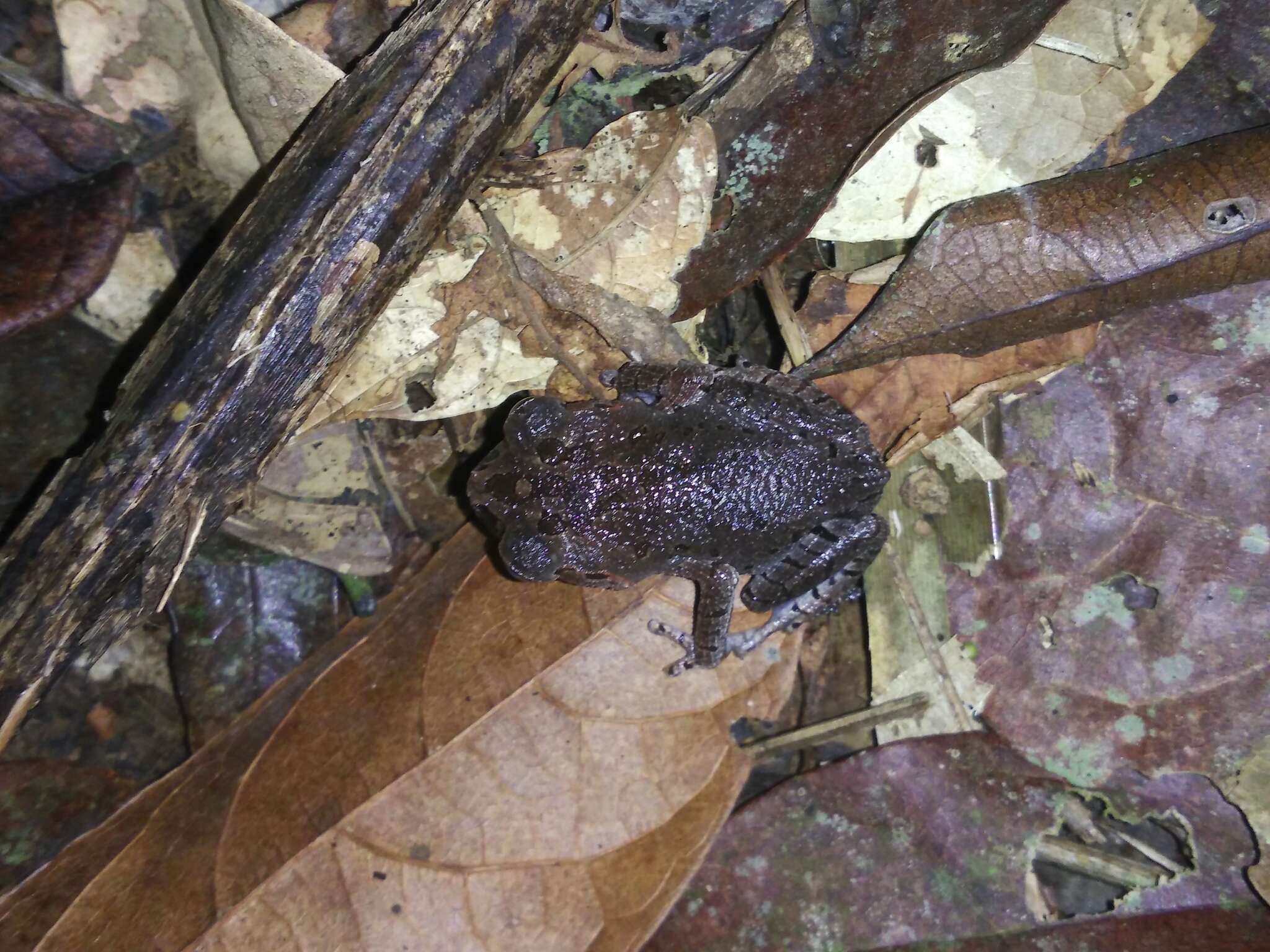 Image of Hasselt's Litter Frog