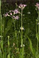 Image of ragged robin