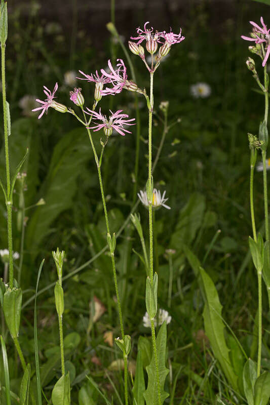 Plancia ëd Silene flos-cuculi (L.) Greuter & Burdet