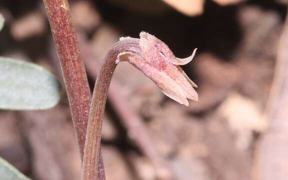 Image de Viola sheltonii Torr.