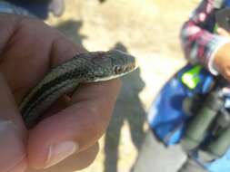 Image of Baird's Patchnose Snake