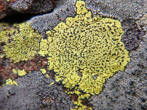 Image of Yellow map lichen;   World map lichen