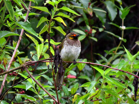 Image of Orange-spotted Bulbul