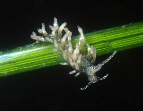 Eubranchus olivaceus (O'Donoghue 1922)的图像