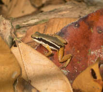 Image of Rainforest Rocket Frog