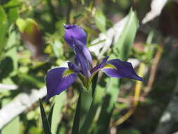 Image of Prairie Iris