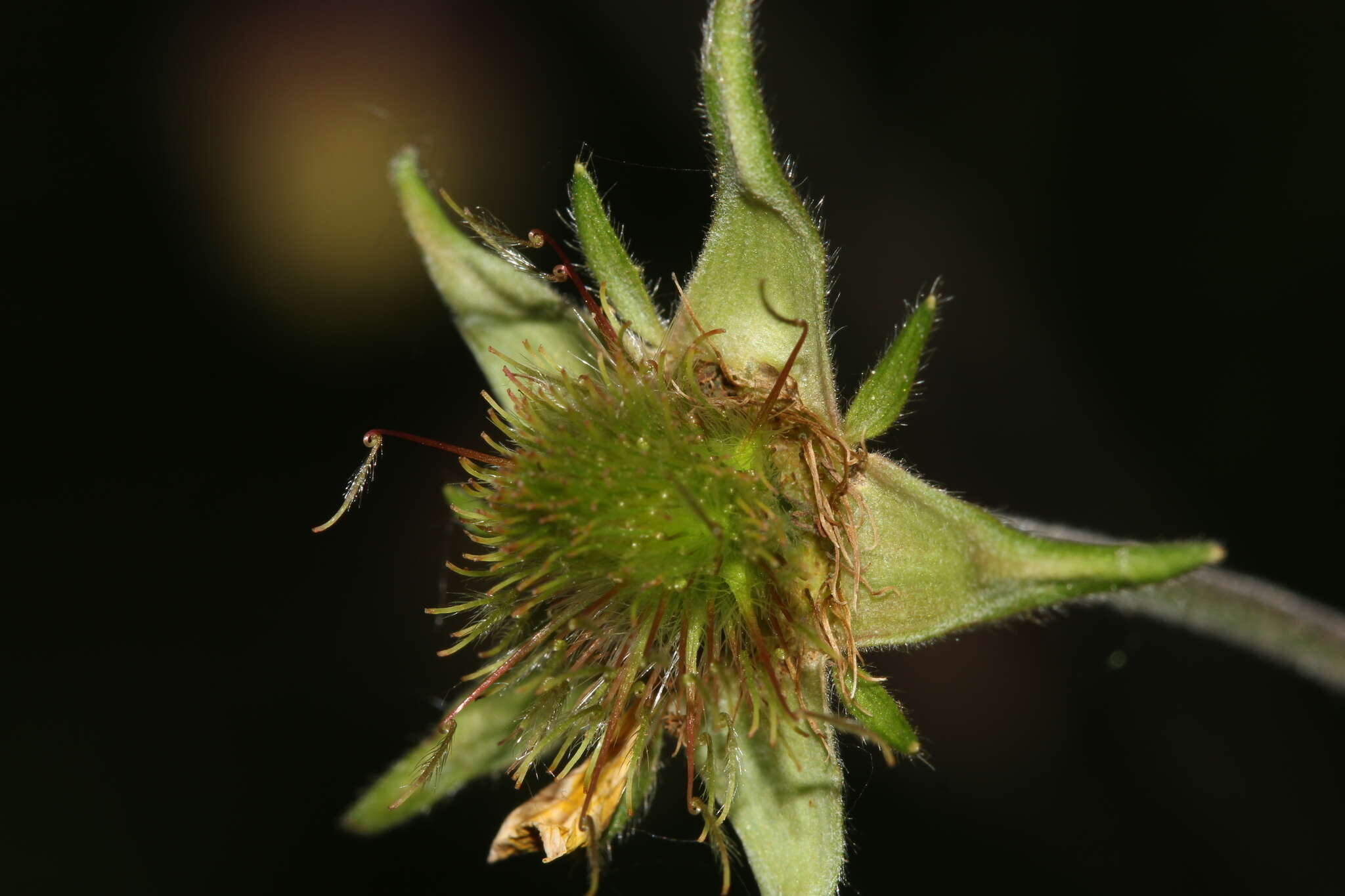 Image of Geum intermedium Ehrh.