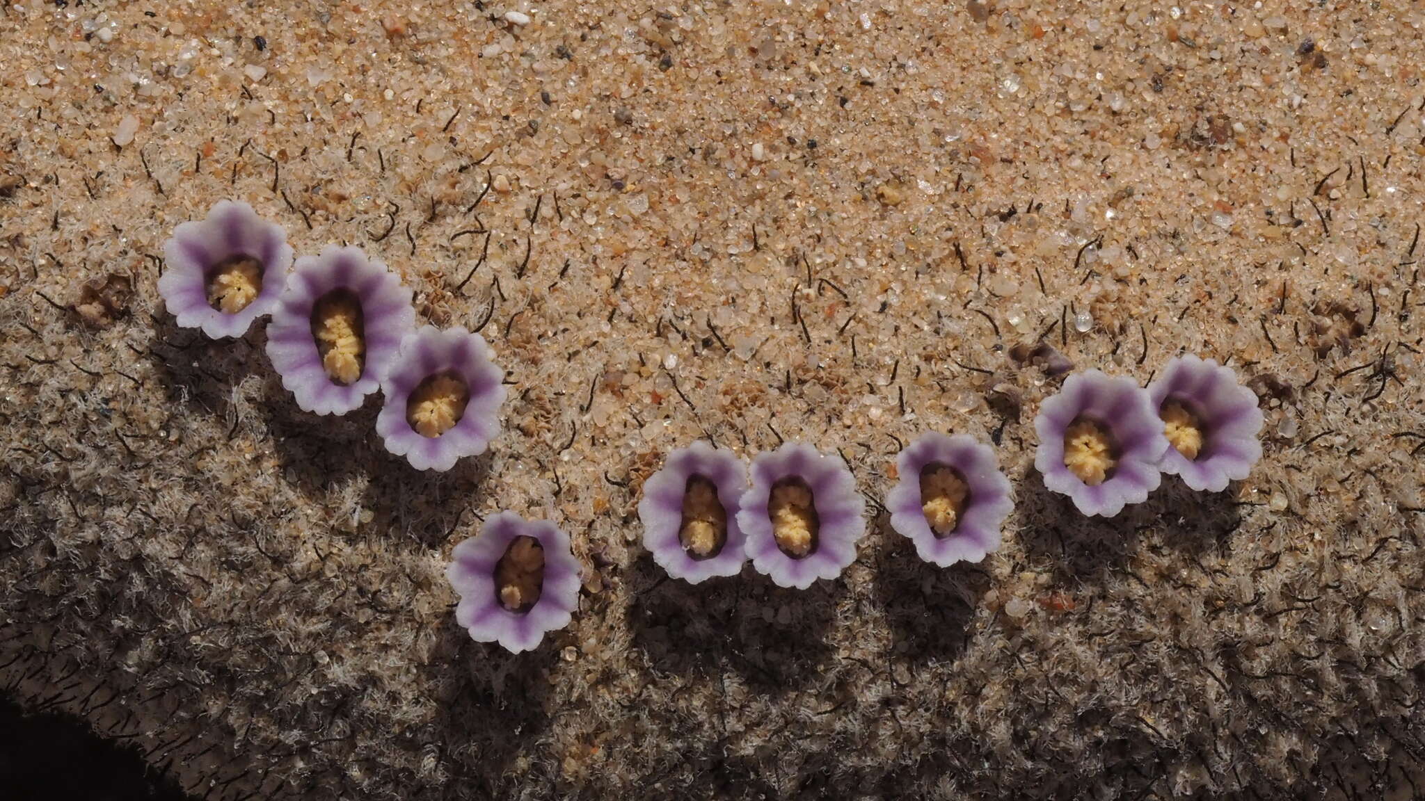 Image of sandfood