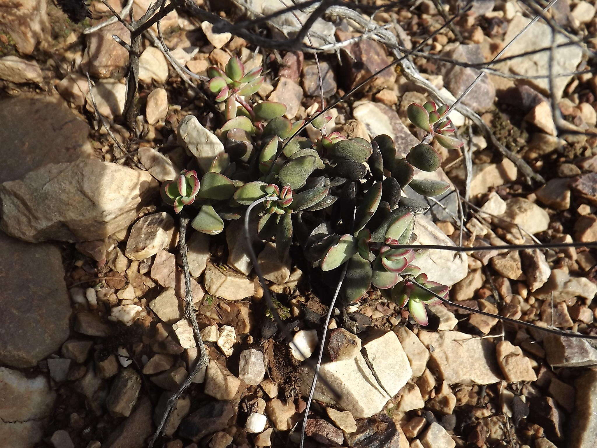 Image of Crassula atropurpurea var. muirii (Schönl.) G. D. Rowley