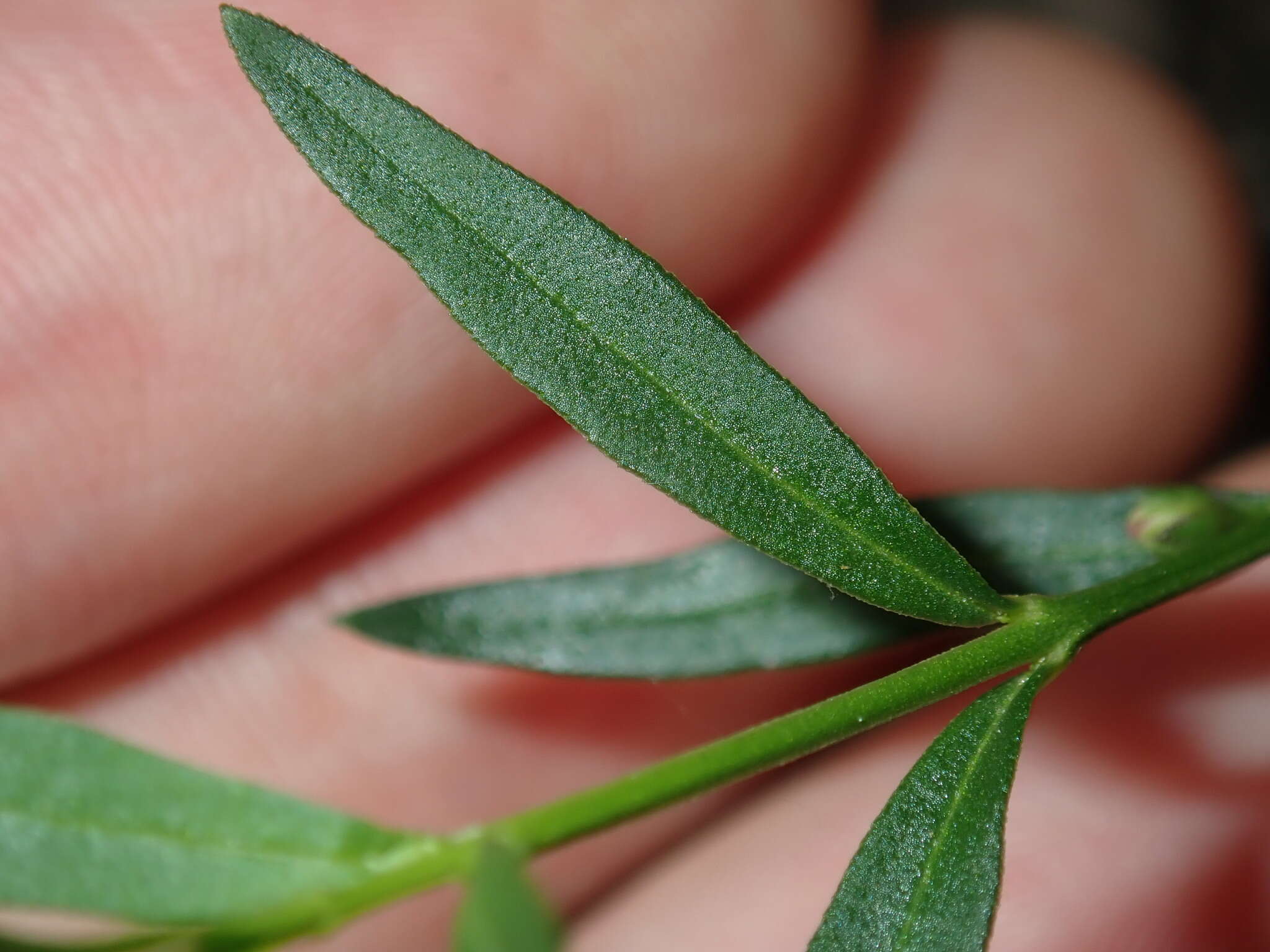 Image de Cyanothamnus polygalifolius