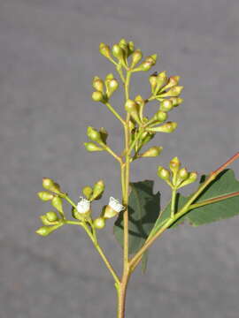 Image of Eucalyptus rudderi Maiden