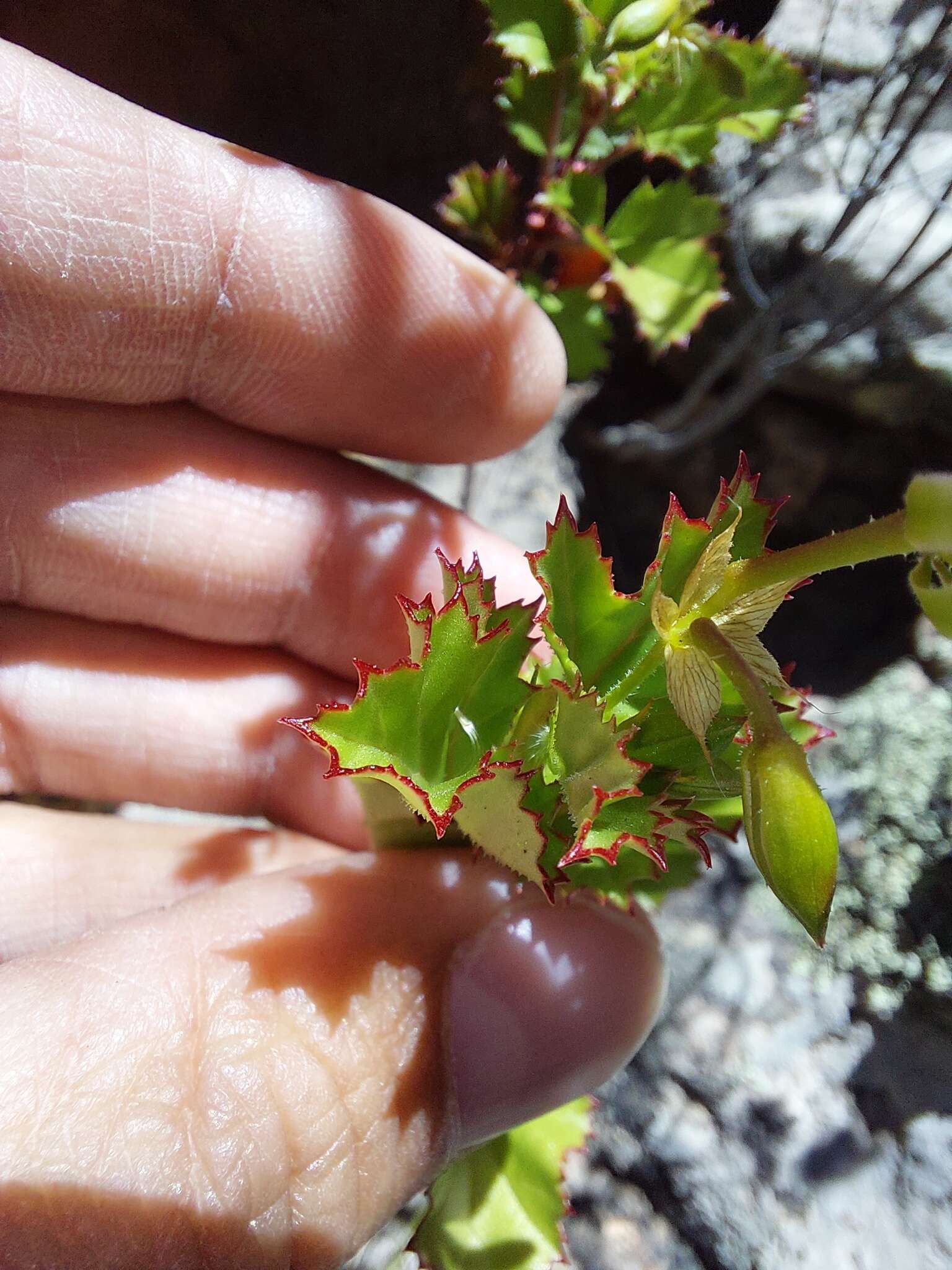 Image of Pelargonium sublignosum Knuth