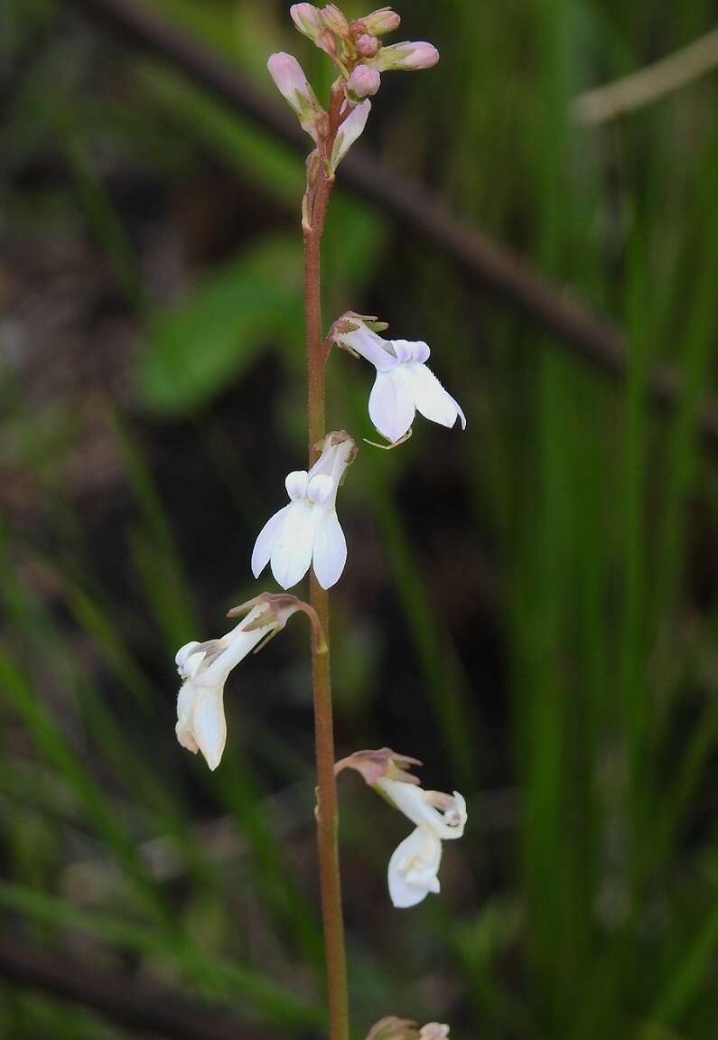 Image of White Lobelia