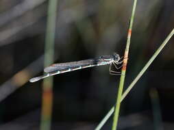 Image of Austrolestes annulosus (Selys 1862)